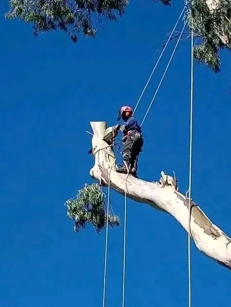 Professional tree climbing in Roodepoort